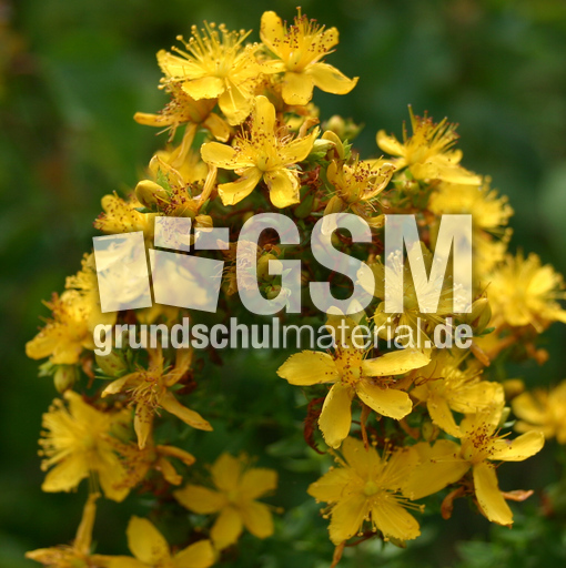 Johanniskraut-1.jpg